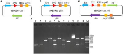 Co-expression of endoglucanase and cellobiohydrolase from yak rumen in lactic acid bacteria and its preliminary application in whole-plant corn silage fermentation